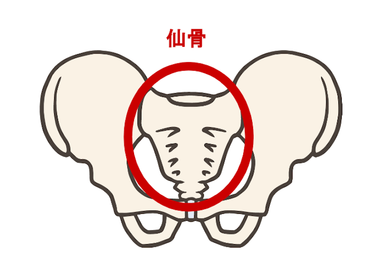 仙骨